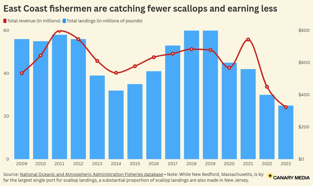 A blue bar chart showing fisherman catching fewer scallops over time
